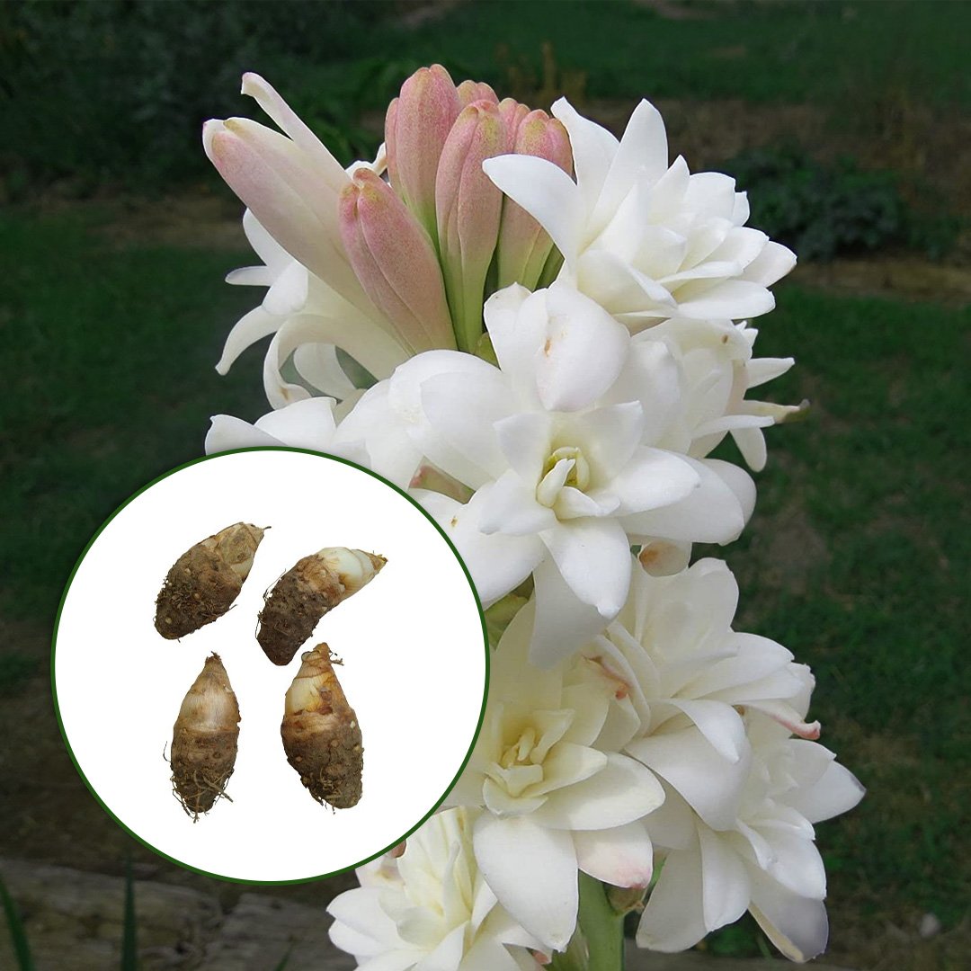 Rajnigandha Double Tuberose Bulbs